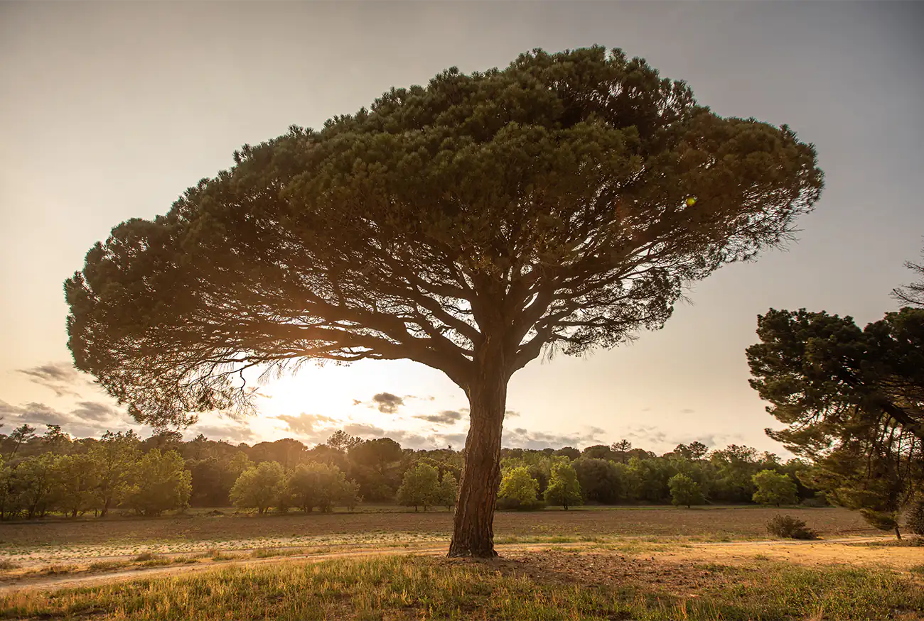 Pasión, respeto al origen y a la reinterpretación del terroir, eso es PINEA